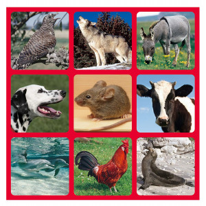 Galt Toys Animal Soundtracks 8 Galt Toys Animal Soundtracks - Image 4
