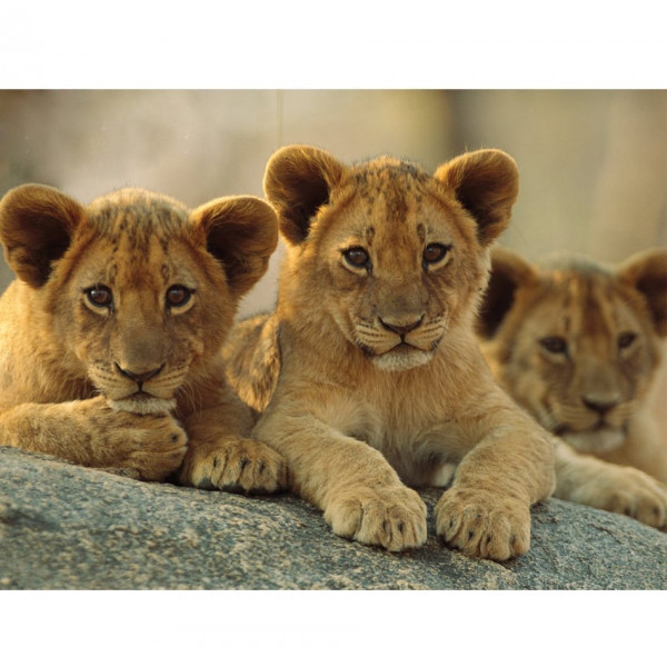 National Geographic Kids Super African Lions and Lion Cubs 3D Puzzle 22 - HTUK Gifts