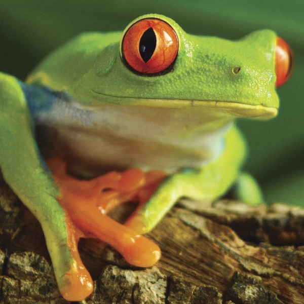 National Geographic Super 3D Tree Frog Puzzle (63-Piece) 1 National Geographic Super 3D Tree Frog Puzzle 63 Piece 2222 - HTUK Gifts